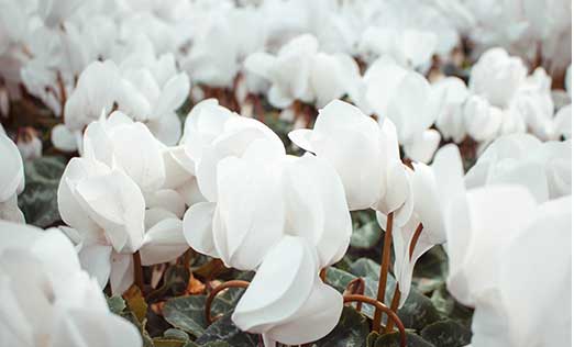 bouquet de fleurs blanches